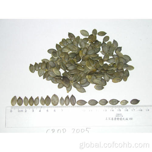 A Grade Pumpkine Kernel pumpkine seed kernels AA grade Supplier